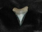 Angustiden Shark Tooth - Pre-Megalodon #198-1